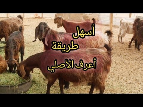 , title : 'ازاي أعرف الماعز الشامي الاصلي؟'