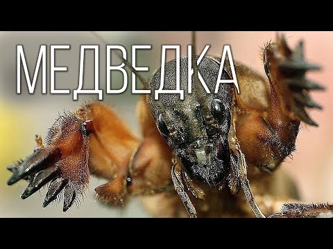 , title : 'МЕДВЕДКА: Кошмар фермеров и монстр среди насекомых | Интересные факты про насекомых'