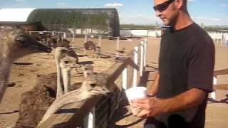 Dirty Dan the ostrich wrangler