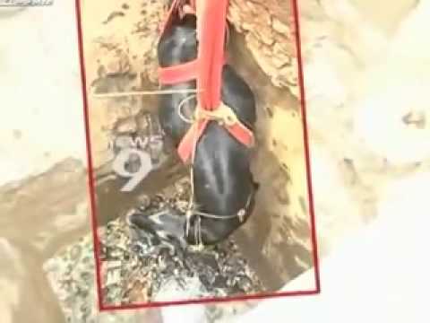 Funny animal videos - Saving the cow out of the hole