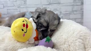 ハーフ犬の動画01