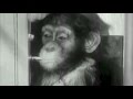 "Starlight" - The Stoplight Roses (Official Video)