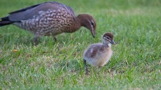 preview picture of video 'Australian Wood Duckling'