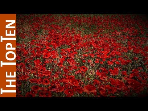 The Top Ten Most Beautiful Red Flowers