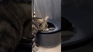 Since Skye has been strictly on a wet food diet, the Polar Wet Food Feeder by @Petlibro #viralvideo