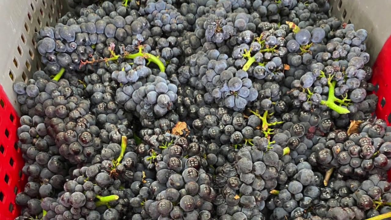 Early Harvest Report 2020 with Jasper Morris