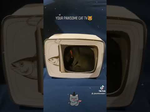 Russian Blue Kitten Toshiko As Your TV