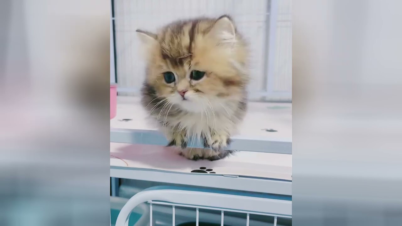 小さな「にゃー」が一番のご褒美♥