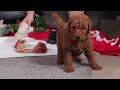 Standard Poodle dogs for sale: Fiona - Video 1
