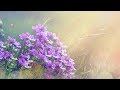 Peaceful Music, Relaxing Music, Instrumental Music "Sweet Summer Rose" by Tim Janis