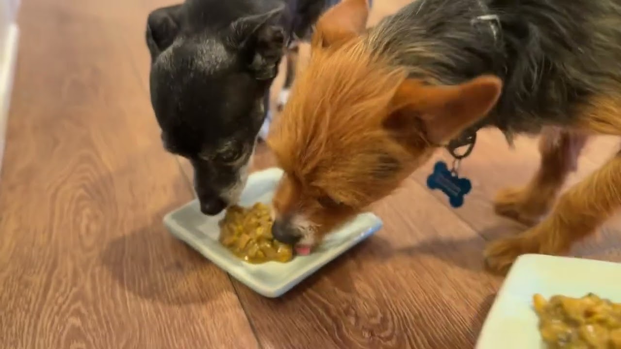 B-Roll Xiggy, Tira and Biscotti chowing down