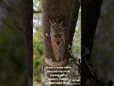 #anapolisgoias #auladeviolao #skateboarding #skateboarding #skate #skate #caminhoparaumavidamelhor