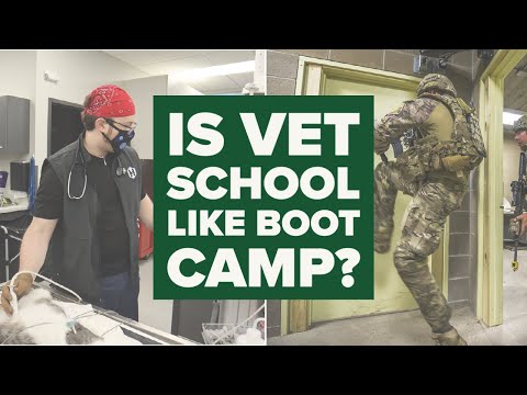 Is Vet School Like Boot Camp?