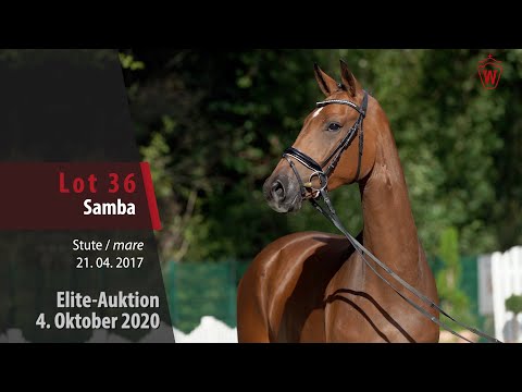 Elite-Auktion 4. Oktober 2020 Lot 36 Samba Stute v. Sir Heinrich - Wellcome
