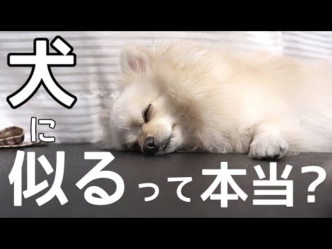 犬は飼い主に似るって本当ですか?