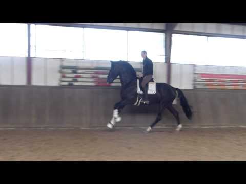 3jähriger Hengst von Vitalis