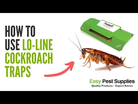 How to Use Lo Line Cockroach Traps