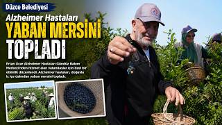 Alzheimer Hastaları Dalından Yaban Mersin’i Topladılar
