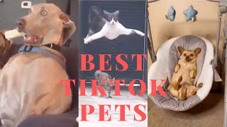 TikTok Pets: Funny & Cute Compilation
