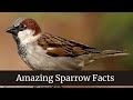 Amazing Sparrow Facts || Sparrow Size, Appearance, & Behavior || sparrow baby feeding