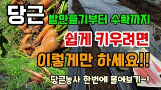 당근 밭만들기밑거름 부터 수확까지 농약없이 쉽게 키우려면 이렇게만하세요 당근재배 싹 몰아보기