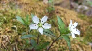 庭に咲く花.Beautiful flowers blooming in our forest.