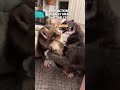 Are Your Cats Playing Or Fighting