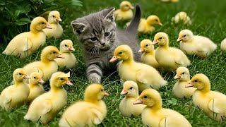 Download lagu LAGU ANAK CIT CIT CUIT (BEBEK BERENANG ) LAGU ANAK TERPOPULER VIRAL TERBARU kucing lucu mp3