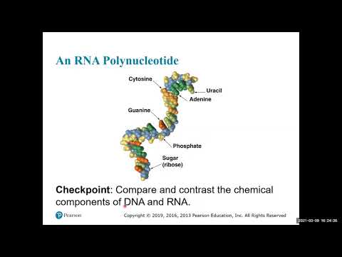 Chapter 10: DNA and RNA Structure