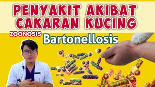 Download lagu BAHAYA‼️PENYAKIT YANG MUNCUL AKIBAT CAKARAN ATAU GIGITAN KUCING || BARTONELLOSIS || drh Mirza Yusa mp3
