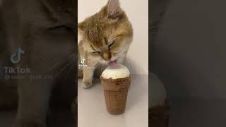 Download lagu Kucing makan es krim 😂😂 mp3