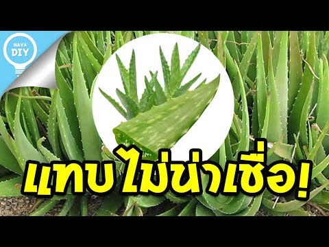 โรคสะเก็ดเงินในรีสอร์ทอิสราเอล ลูกอมในโรคสะเก็ดเงิน