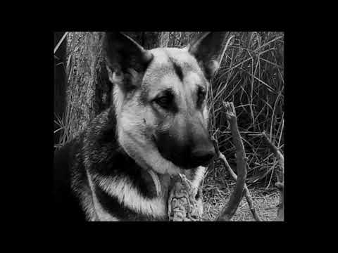 a tribute to my dog.........