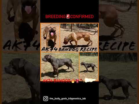 AK74 High Performance Bandogs Neapolitan Mastiff/German Boxer/American Bulldog/Pitbull (916-300-3782