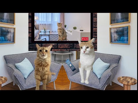 CATS EYE WITNESS NEWS - BIRTHDAY GREETINGS FOR  MELINDA