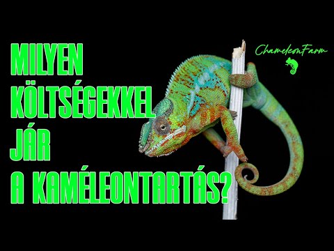 ChameleonFarm - Milyen költségekkel jár a kaméleontartás?
