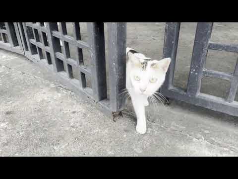 Defending Against Gang Stalking: How to Overcome Targeted Harassment & Spiritual Warfare