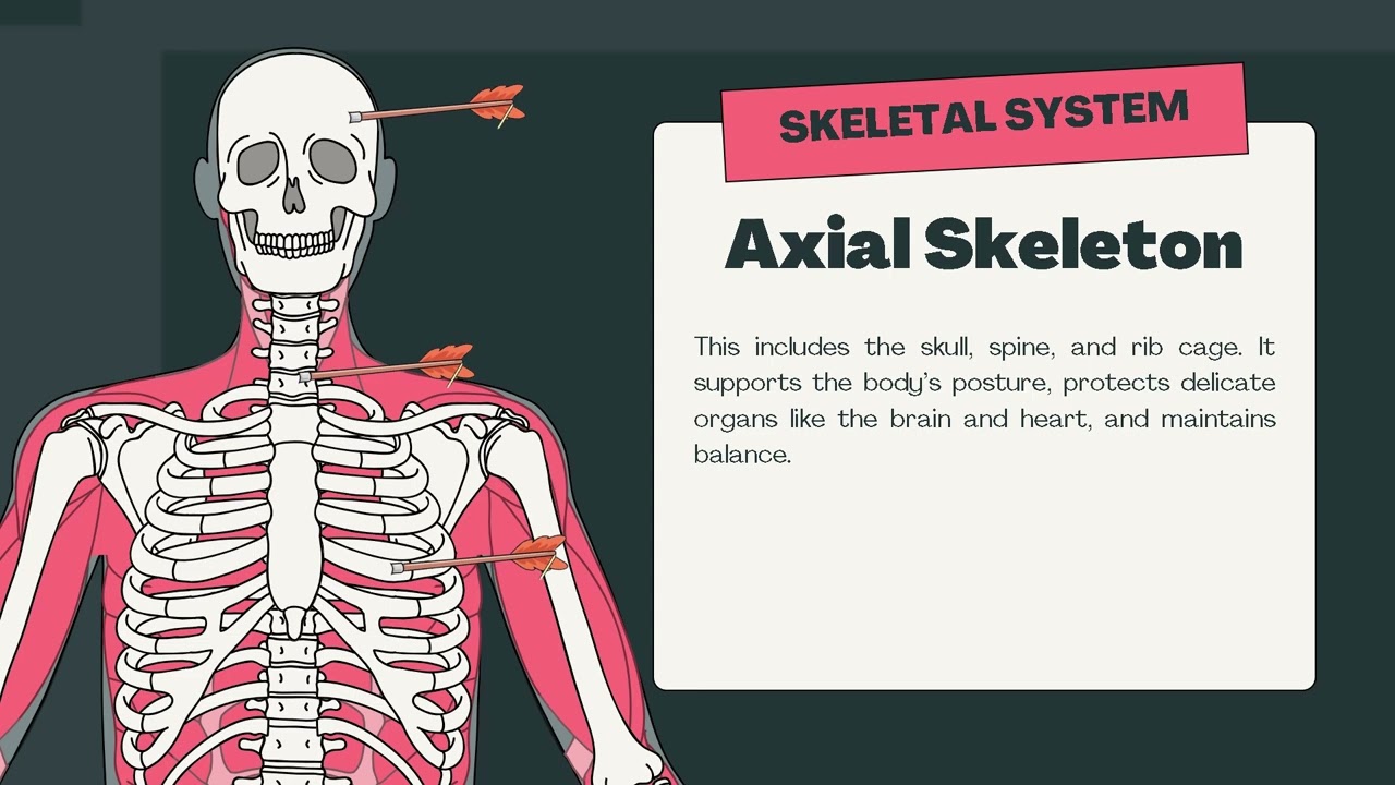 Microlecture: The Skeletal System