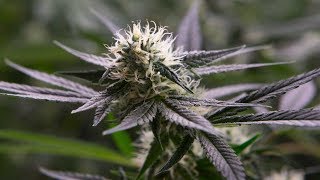 Cannabis investors prepare for legalization
