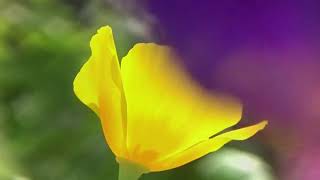 ROD STEWART, MARK KNOPFLER, IF I HAD YOU