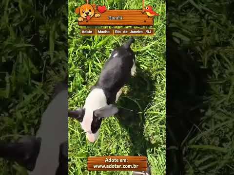 Vídeo de Bandit