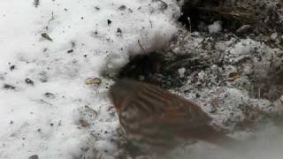 preview picture of video 'fox sparrow digging in the snow'