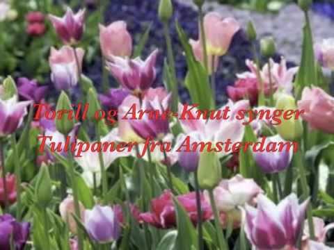 download lagu mp3 mp4 Amsterdam Tulipaner, download lagu Amsterdam Tulipaner gratis, unduh video klip Amsterdam Tulipaner