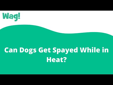 Can Dogs Get Spayed While in Heat? | Wag!