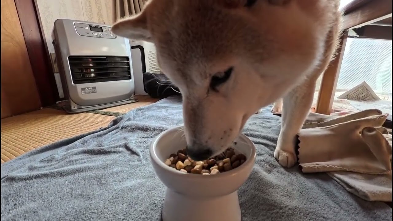 ワンチャン用 関節ケア サプリ💊頂いたのでゴハンにかけてあげた結果