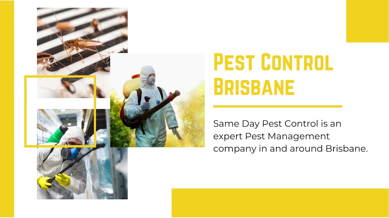 Company video PEST CONTROL BRISBANE