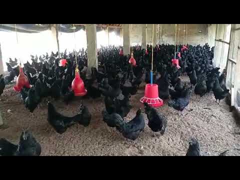 Kadaknath Chicks Pure Zed Black
