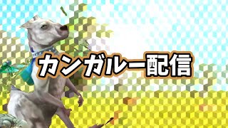 【らぐいかも】カンガルー配信