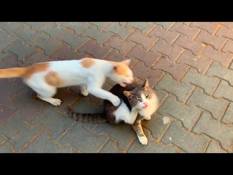 Cats slapping each other compilation