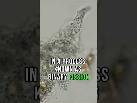 Amoeba Reproduction Unveiled: Binary Fission